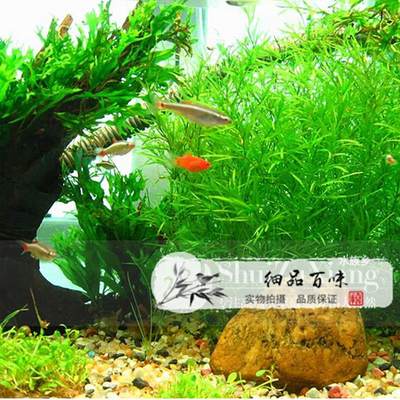 金鱼草水草 价格 图片 淘宝天猫金鱼草水草优惠商品大全 4 综合排序 虎窝淘