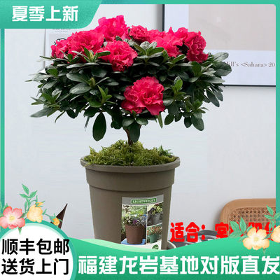 单棵杜鹃花盆栽带花苞发老桩大棵四季开花植物室内外阳台好养花卉 虎窝淘