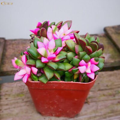 卡日松锦吹雪之松锦多头群生多肉植物组合盆栽萌肉肉桌面绿植花卉 虎窝淘