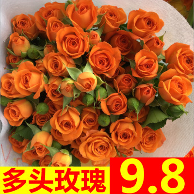 蔷薇多头玫瑰花云南鲜花基地直发速递同城家用水养花束七夕情人节 虎窝淘