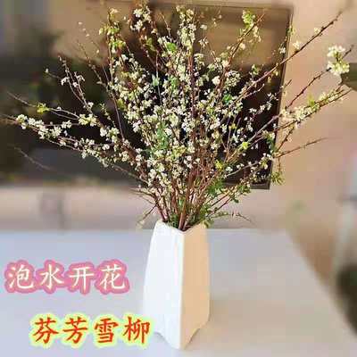 雪柳鲜枝 价格 图片 淘宝天猫雪柳鲜枝优惠商品大全 人气排序 虎窝淘