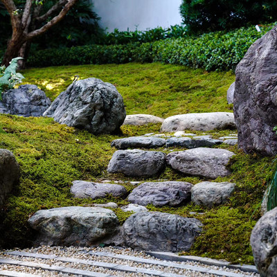 日式庭院植物鲜活苔藓青苔枯山水禅庭日本园林景观造景 虎窝淘