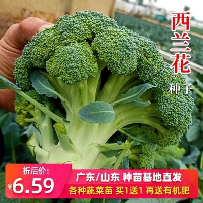 西蓝花 价格 图片 淘宝天猫西蓝花优惠商品大全 5 综合排序 虎窝淘