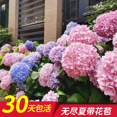 无尽夏绣球花带花苞绣球花苗特大四季开花庭院盆栽阳台室外地栽花 夏娜的花园 淘优券