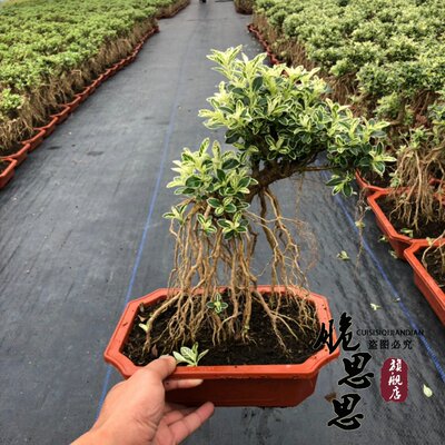 金边六月雪提根观叶植物红花六月雪室内阳台客厅办公室悬崖盆景 虎窝淘