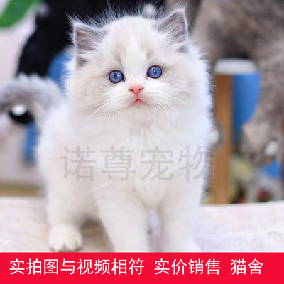 布偶猫海双纯种长毛实拍实价幼猫 淘宝天猫优惠券折扣 布偶猫海双纯种长毛实拍实价幼猫相关商品大全价格图片搜索赛选 综合排序