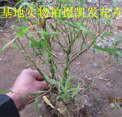 肚竹罗汉竹苗米竹佛肚竹盆景花卉佛肚竹大苗佛肚竹盆栽植物苗 虎窝淘