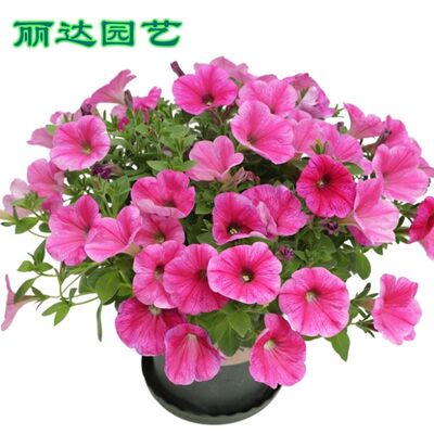 百万小铃花苗超级舞春花重瓣矮牵牛盆栽带花百万小玲花苗大苗小苗 虎窝淘