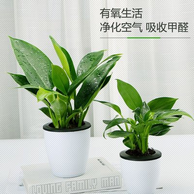 掌柜推荐 大叶金钻绿公主四季常青植物室内绿植盆栽