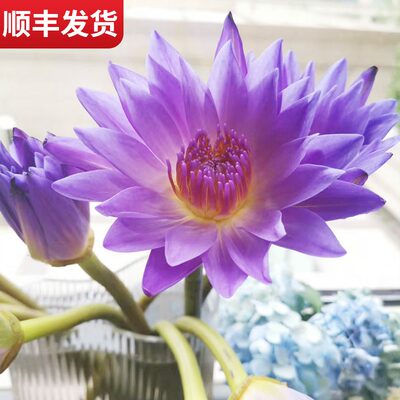 睡莲水培植物四季鲜花碗莲荷花成品苗带花苞室内花卉水池养水莲花 虎窝淘