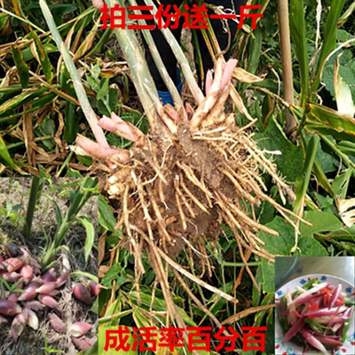 洋荷 淘宝天猫优惠券折扣 洋荷相关商品大全价格图片搜索赛选 综合排行 虎窝淘