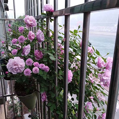 蓝色阴雨蔷薇花苗爬藤月季四季开花阳台大苗藤本植物庭院浓香大花 虎窝淘