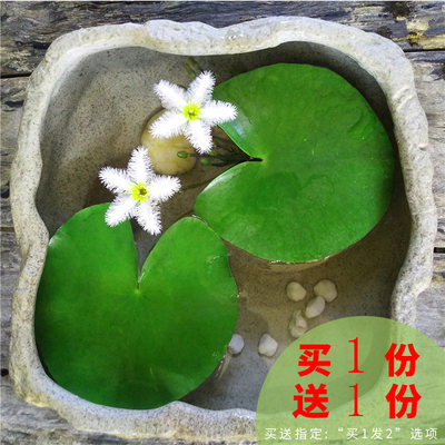 一叶莲水培植物一片莲种子碗莲睡莲室内水养水莲四季浮萍9 9包邮 虎窝淘