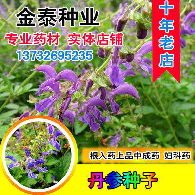 丹参种子赤参上品中药材红小籽丹参红根血参根盆栽庭院紫丹参种籽 虎窝淘
