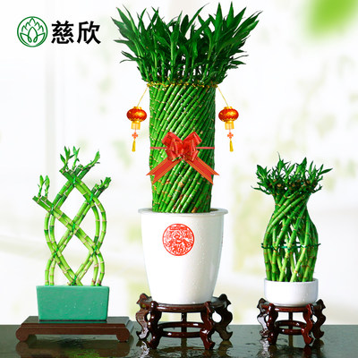带根水养富贵竹水培植物转运竹客厅室内花草四季常青招财竹子盆栽 虎窝淘