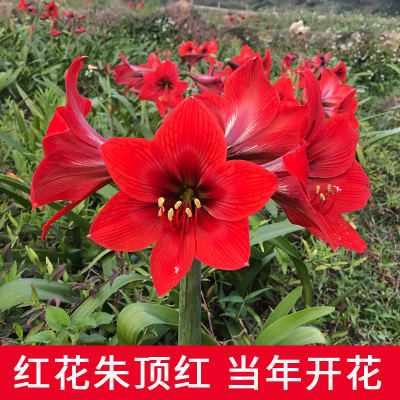 进口朱顶红种球大花球室内外四季盆栽开花植物球根花卉子易花易活 虎窝淘