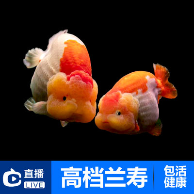 微量元素粉狗狗防吃屎异食癖泰迪宠物专用营养保健品狗微量元素片 虎窝淘