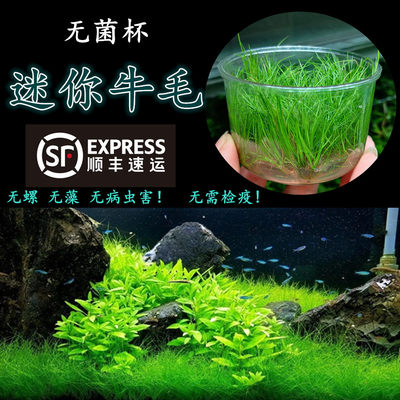 前景水草 价格 图片 淘宝天猫前景水草优惠商品大全 6 低价排序 虎窝淘