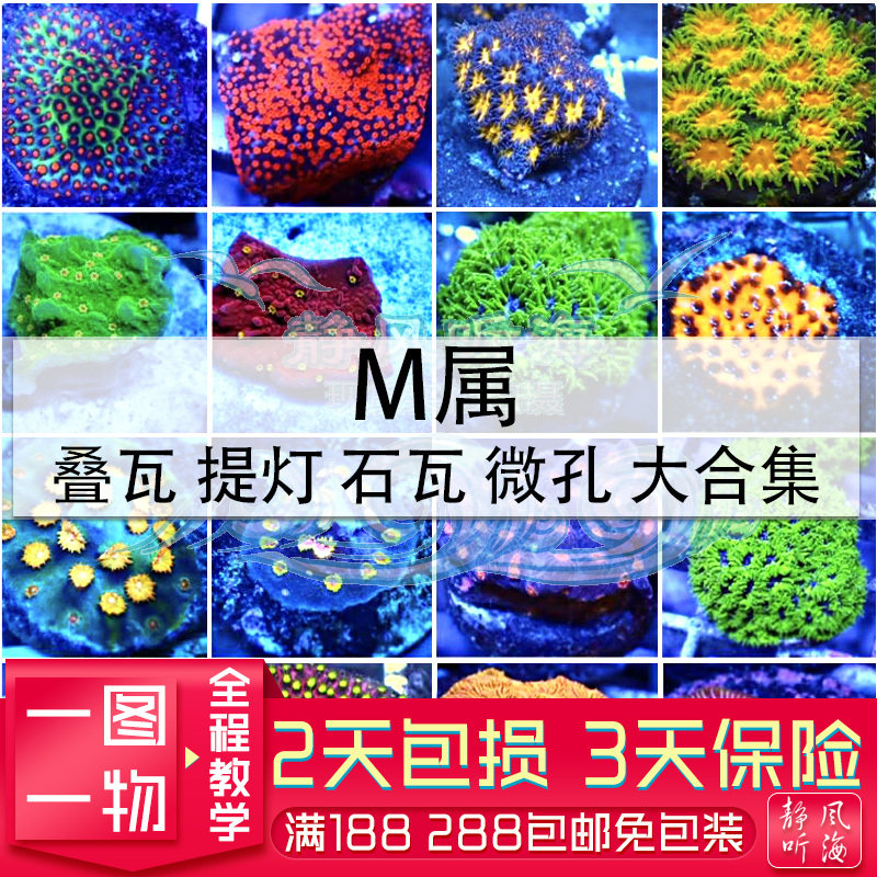 微孔恶魔糖森林大火人工繁殖软体珊瑚提灯波斯m属豆丁夕阳瓦沙巴 虎窝淘