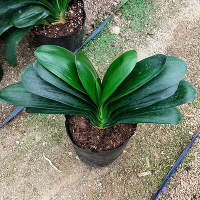 圆头和尚宽叶君子兰和尚头盆栽大苗带花苞老苗植物室内花名贵 虎窝淘