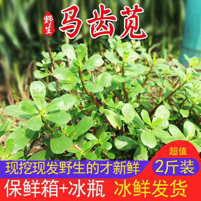 新鲜马齿苋长寿菜野生马蜂菜2斤装马苋菜五行草野菜蔬菜特菜 虎窝淘