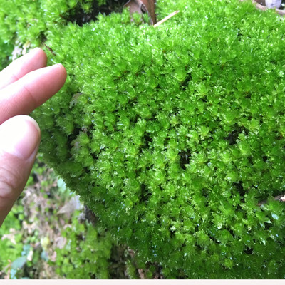 日式庭院植物鲜活苔藓青苔枯山水禅庭日本园林景观造景 虎窝淘