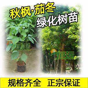 秋枫树苗茄冬苗重阳木秋风子红桐过冬梨朱桐树