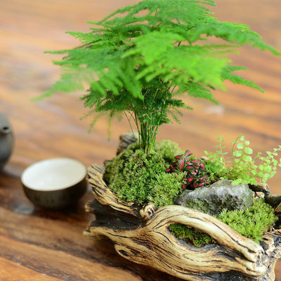 文竹盆栽植物室内净化空气矮生花卉办公桌面绿植微景观意境盆景 虎窝淘