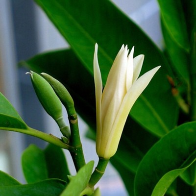 白兰花盆栽地栽苗白兰花树苗木兰花黄桷兰黄果兰绿植花卉植物包邮 虎窝淘