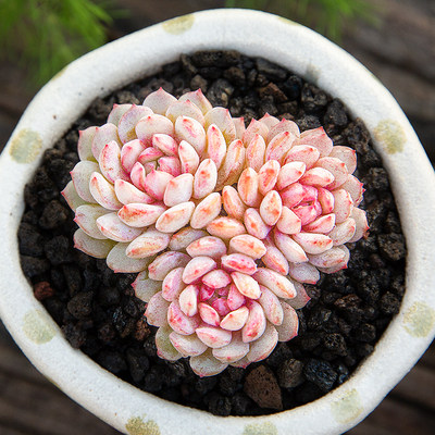 点降唇带糖芯多肉植物稀有品种多肉小盆栽超萌肉肉贵货植物花陌派 虎窝淘