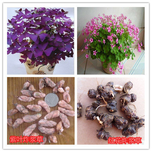 紫叶酢浆草苗红花三叶草紫叶酢浆草紫叶酢浆草红叶酢浆草盆栽 虎窝淘