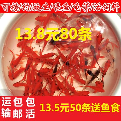 鱼苗观赏鱼冷水淡水小型锦鲤鱼活鱼金鱼活体纯种锦鲤小鱼苗草金鱼 虎窝淘