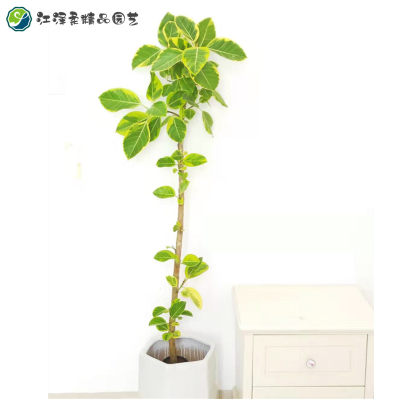 青叶花叶橡皮树黄金榕植物盆栽流金榕室内大型北欧客厅好养老桩 虎窝淘