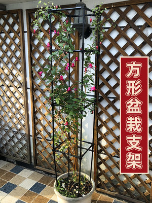 爬藤架铁线莲方形藤架户外植物花卉阳台攀爬支架盆栽花架子花架 虎窝淘