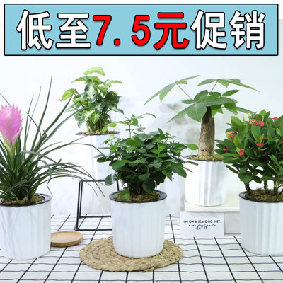 室内盆栽自吸水培小竖盆绿萝发财树富贵竹花理财者通条苛性钠通胀 虎窝淘