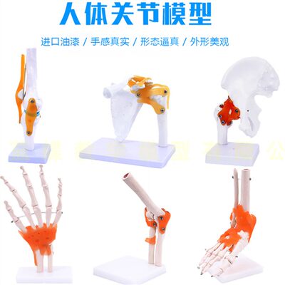 人体关节模型骨骼教学手肘腕脚踝骨肩膝关节髋骨科附韧带医学结构 虎窝淘