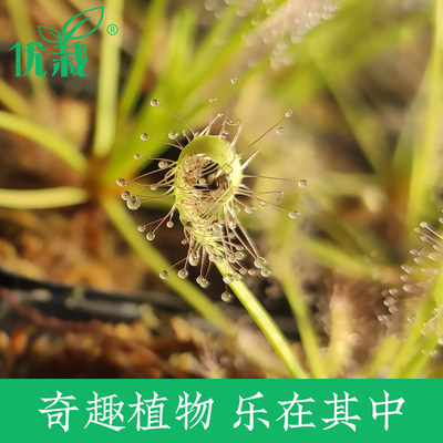 茅膏菜优栽宽叶好望角食虫植物好望角食人花捕虫草室内驱蚊草盆栽 虎窝淘