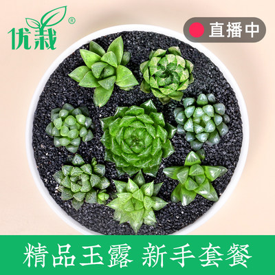 优栽玉露类十二卷樱水晶玉露冰灯玉露多肉植物盆栽办公室肉肉植物 虎窝淘