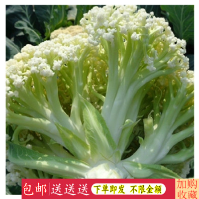 夏播有机蔬菜种子松花菜花椰菜白菜花种子适合大田春夏秋播栽培 虎窝淘
