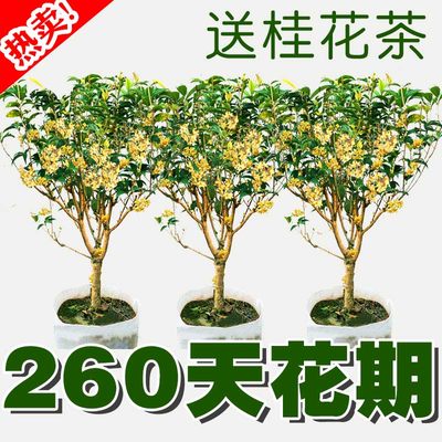 桂花树苗四季月月桂盆栽植物金球朱砂室内原生名贵天香台阁浓香型 虎窝淘