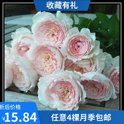 蜜肯混合颗粒土乌金土40 黄金软麦饭石鹿沼土全颗粒多肉夏 虎窝淘