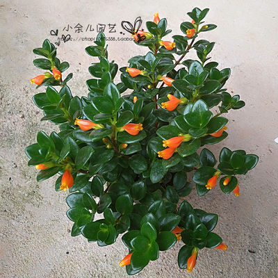 包邮带花苞金鱼吊兰带花盆栽金鱼花室内四季开花水培易养易活绿植 虎窝淘