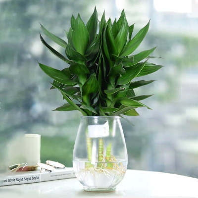 富贵竹观音竹水培带根室内客厅植物转运竹水养绿植节节高水培盆栽 虎窝淘