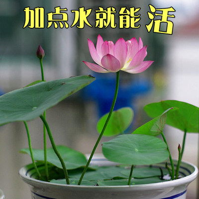 碗莲四季室内外荷花莲花睡莲水培花卉水生植物阳台水养花盆栽绿植 虎窝淘