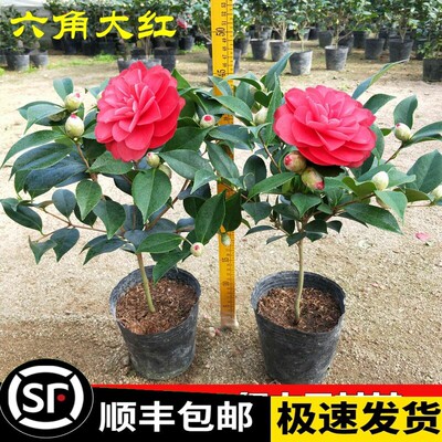 大红赤丹六角大红茶花树苗盆栽苗中国红喜庆室内外四季阳台客厅 虎窝淘