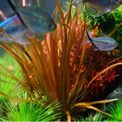 亚马逊水景馆红箦藻大箦藻血泽藻自家水草水中叶中景后景 虎窝淘