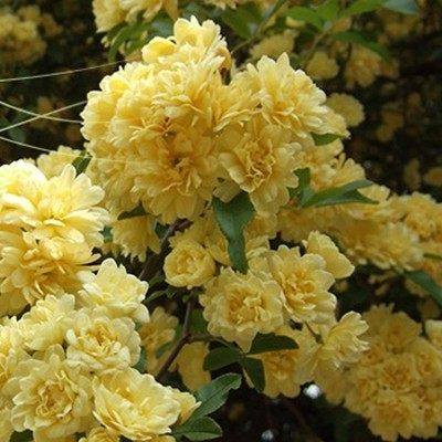 北欧藤本黄爬藤藤蔓爬墙植物蔷薇花苗白色香攀援花卉木香浓香庭 虎窝淘