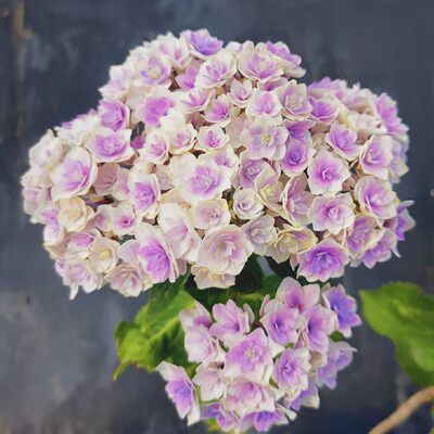 进口大花绣球花苗夏洛特公主庭院子露天盆栽花卉植物小苗加仑苗 虎窝淘