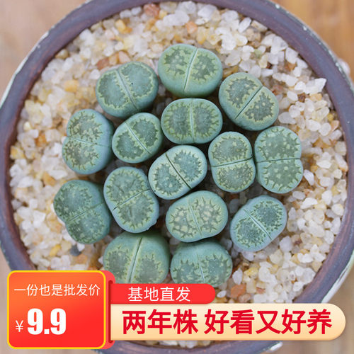 绿福来多肉生石花屁股花石头花肉肉植物多肉植物pp花办公室盆栽