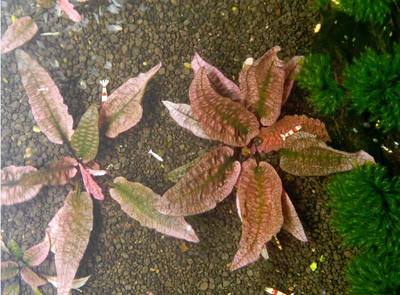 火烈鸟椒草水草自养水下繁殖 虎窝淘